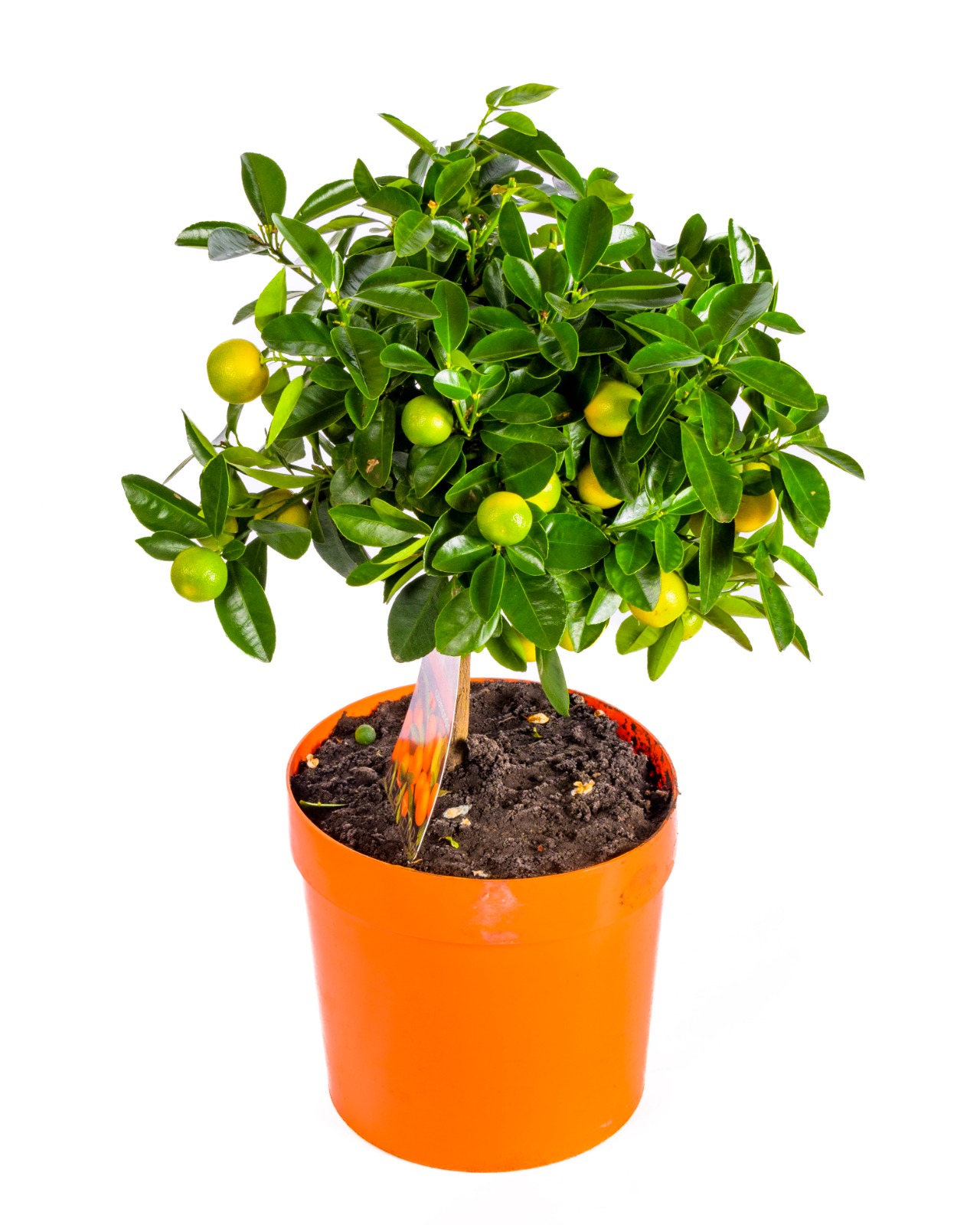 Buy Citrofurtunella Microcarpa Ht 60 Cm Online on Qetaat.com